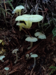 Chrysomphalina grossula