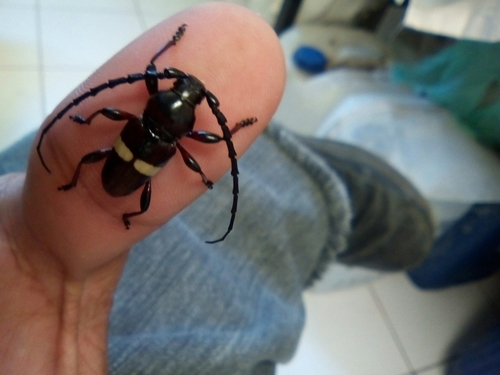 Lissonotus flavocinctus
