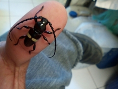 Lissonotus flavocinctus