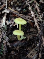 Chrysomphalina grossula