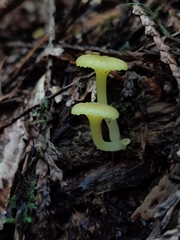 Chrysomphalina grossula