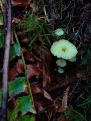 Chrysomphalina grossula
