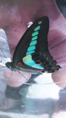 Graphium sarpedon connectens
