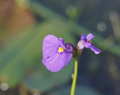 Utricularia beaugleholei