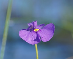 Utricularia beaugleholei