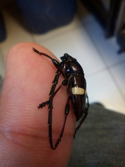 Lissonotus flavocinctus