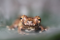 Dendropsophus parviceps