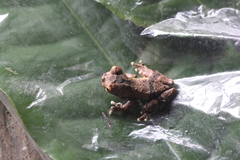 Dendropsophus parviceps