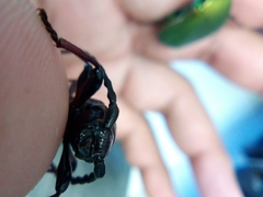 Lissonotus flavocinctus