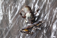 Dendropsophus parviceps