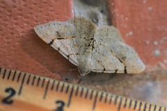 Frederickia flaviterminata