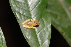 Dendropsophus parviceps