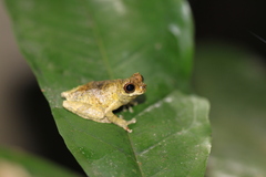 Dendropsophus parviceps