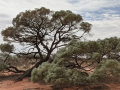 Acacia papyrocarpa