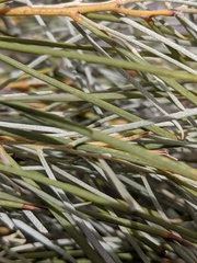 Acacia papyrocarpa
