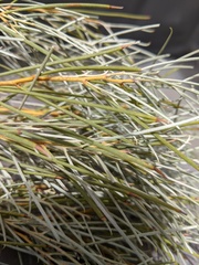 Acacia papyrocarpa