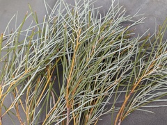 Acacia papyrocarpa