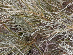 Acacia papyrocarpa