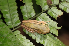 Pithecopus palliatus