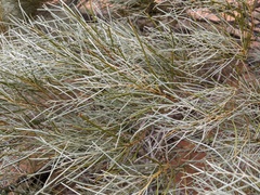 Acacia papyrocarpa