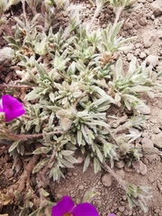 Montiopsis gilliesii, photograph (c) Aira Francisca Faúndez Fallau, some rights reserved (CC BY)