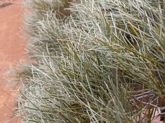 Acacia papyrocarpa