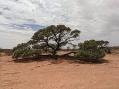 Acacia papyrocarpa