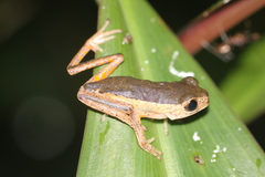 Pithecopus palliatus