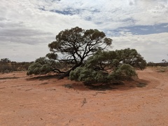 Acacia papyrocarpa