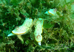 Goniobranchus daphne
