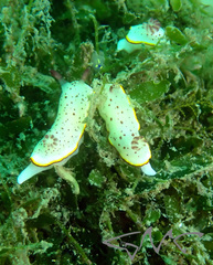 Goniobranchus daphne