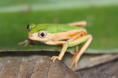 Pithecopus palliatus