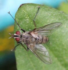 Diptera