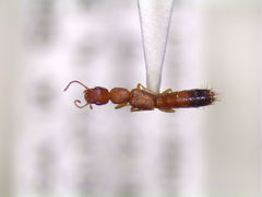 Astenus discopunctatus