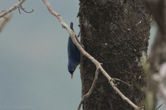 Sitta frontalis frontalis