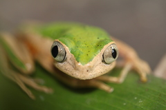 Pithecopus palliatus