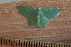 Chloropteryx nordicaria