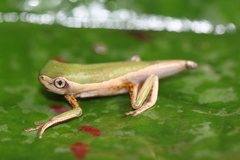 Pithecopus palliatus