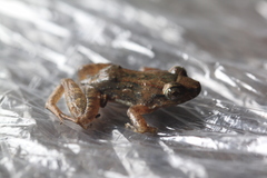 Leptodactylus petersii