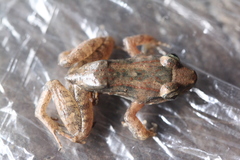Leptodactylus petersii