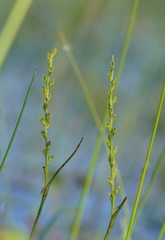 Microtis orbicularis