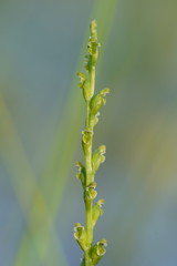 Microtis orbicularis