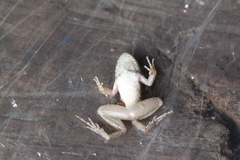 Leptodactylus petersii