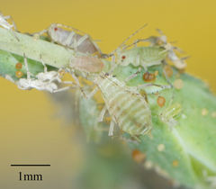 Acyrthosiphon lactucae