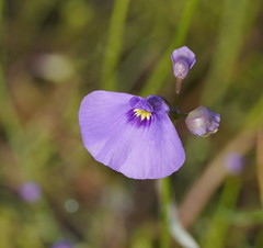 Utricularia beaugleholei