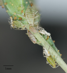 Acyrthosiphon lactucae