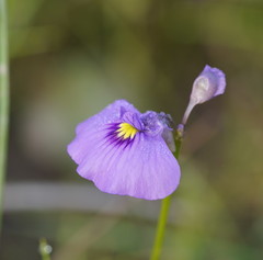 Utricularia beaugleholei