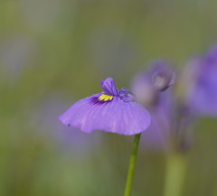 Utricularia beaugleholei