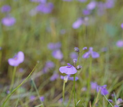 Utricularia beaugleholei