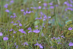 Utricularia beaugleholei
